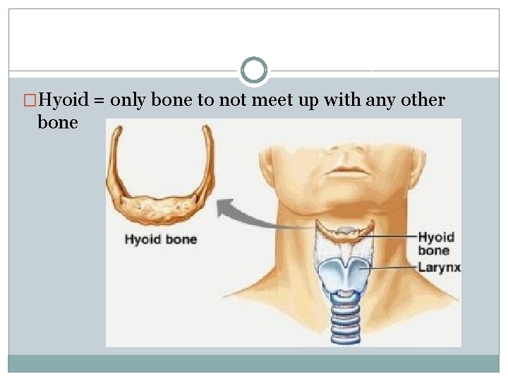 �Hyoid = only bone to not meet up with any other bone 