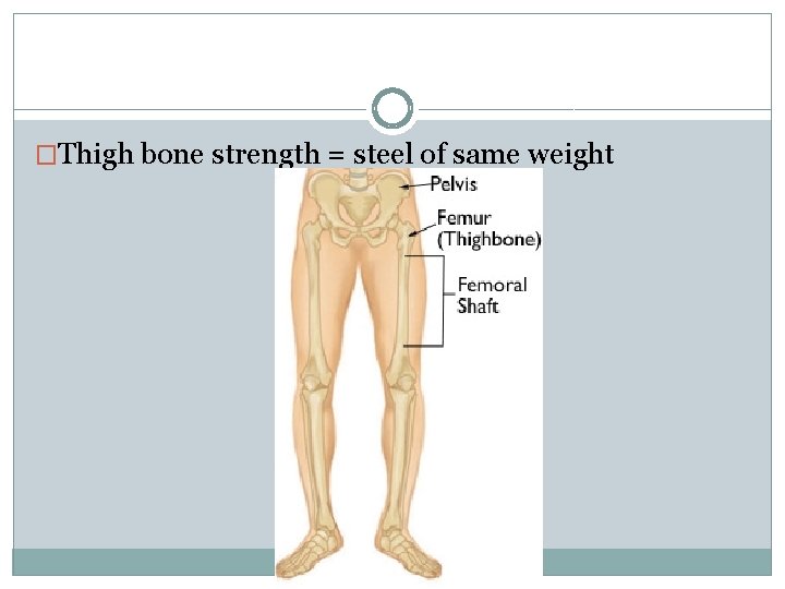 �Thigh bone strength = steel of same weight 