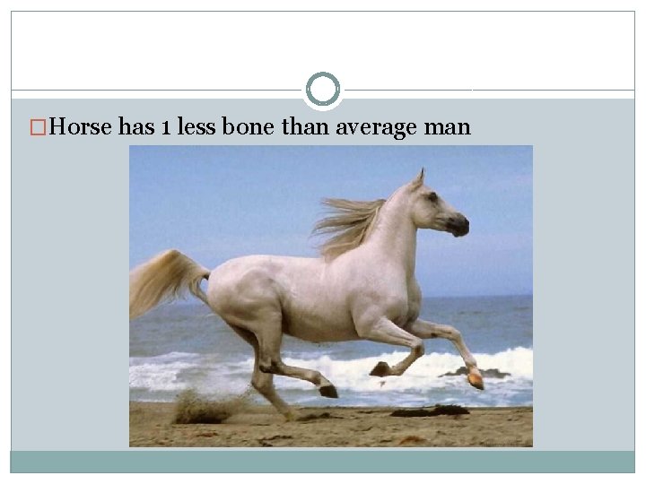 �Horse has 1 less bone than average man 