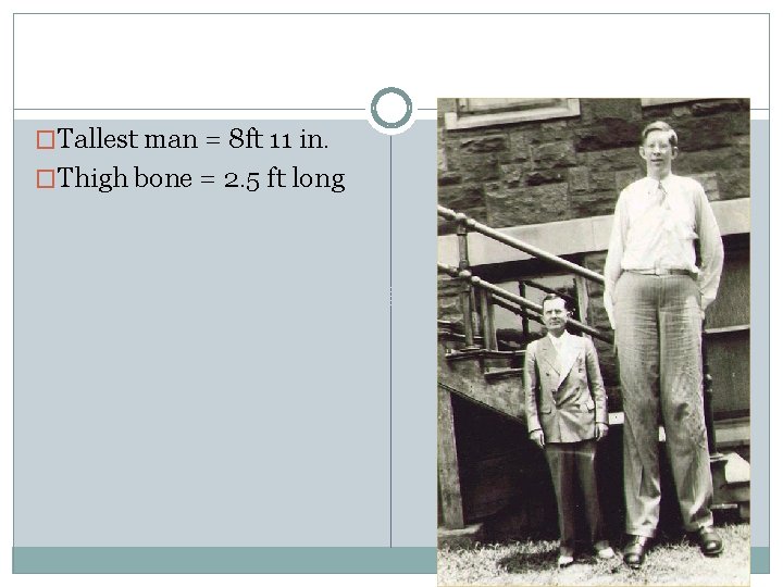 �Tallest man = 8 ft 11 in. �Thigh bone = 2. 5 ft long