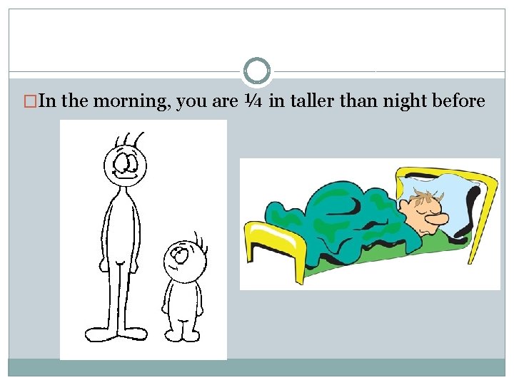 �In the morning, you are ¼ in taller than night before 