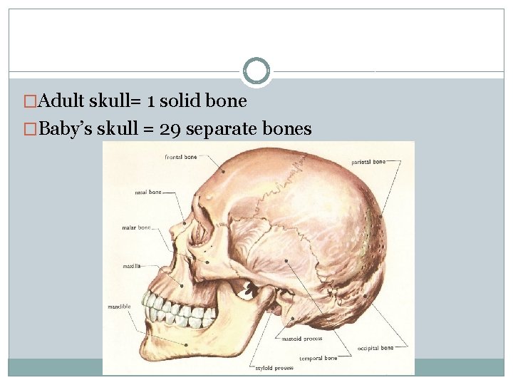 �Adult skull= 1 solid bone �Baby’s skull = 29 separate bones 