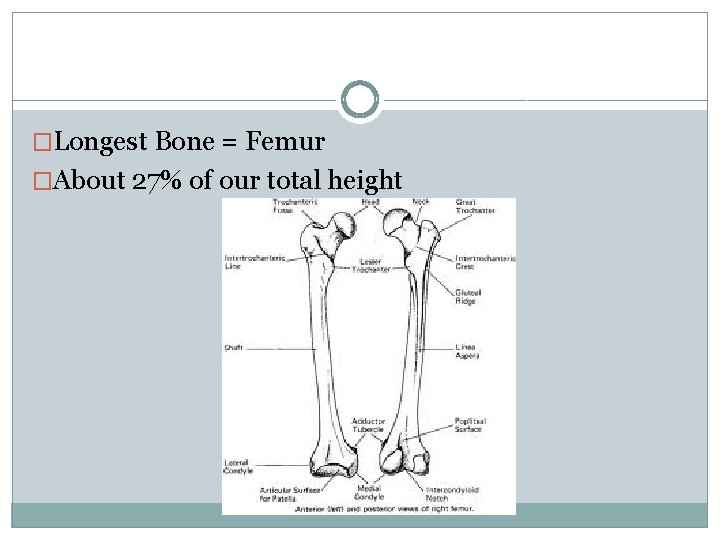 �Longest Bone = Femur �About 27% of our total height 