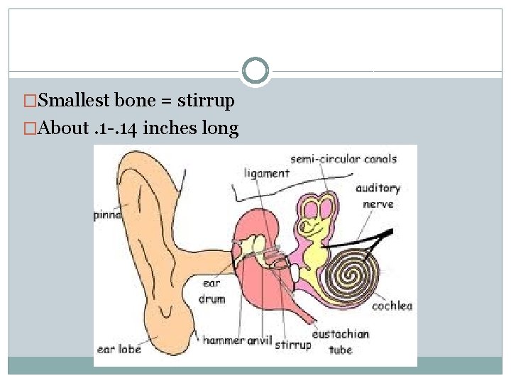 �Smallest bone = stirrup �About. 1 -. 14 inches long 