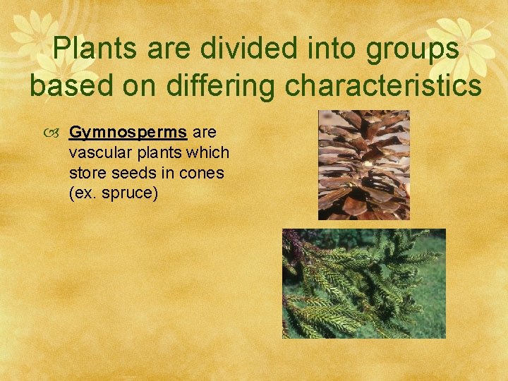 Plants are divided into groups based on differing characteristics Gymnosperms are vascular plants which