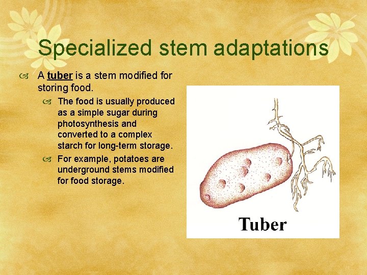 Specialized stem adaptations A tuber is a stem modified for storing food. The food