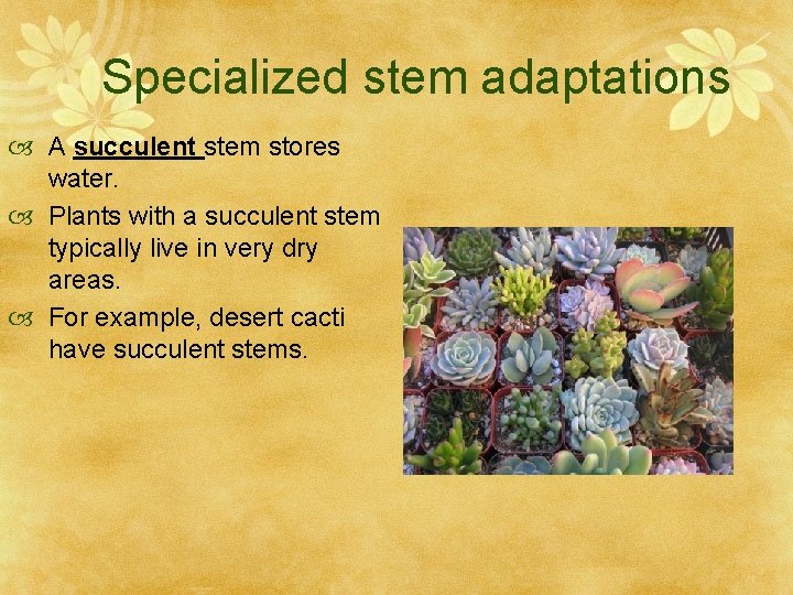 Specialized stem adaptations A succulent stem stores water. Plants with a succulent stem typically