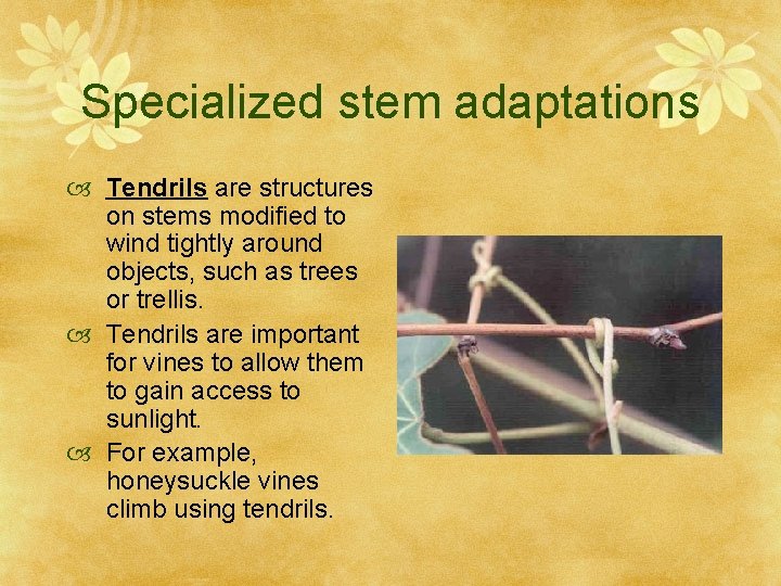 Specialized stem adaptations Tendrils are structures on stems modified to wind tightly around objects,