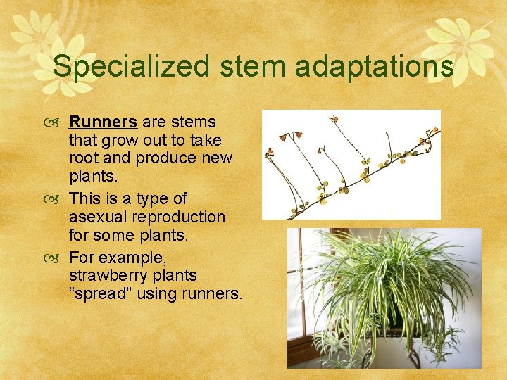 Specialized stem adaptations Runners are stems that grow out to take root and produce