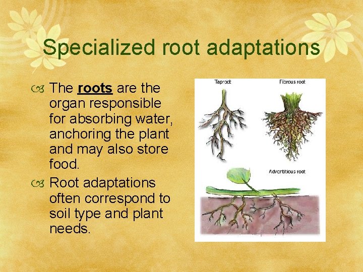 Specialized root adaptations The roots are the organ responsible for absorbing water, anchoring the