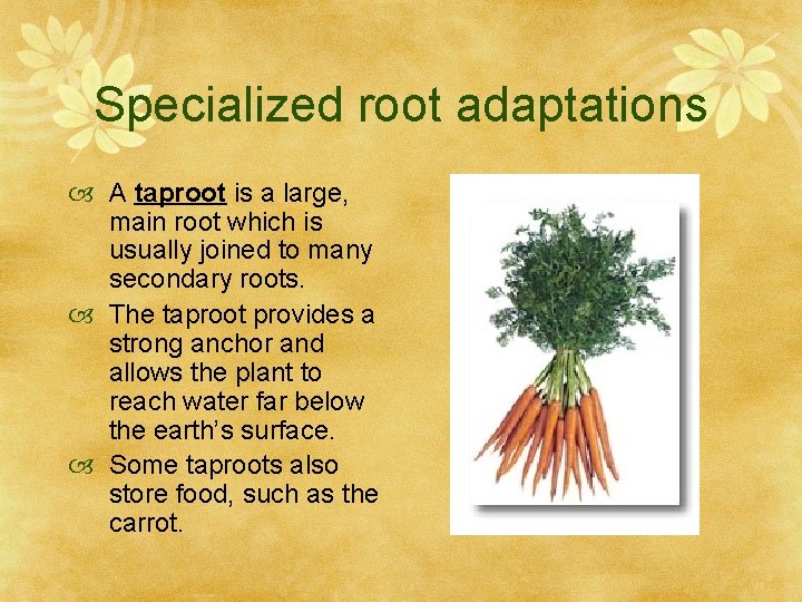 Specialized root adaptations A taproot is a large, main root which is usually joined