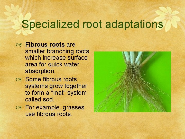 Specialized root adaptations Fibrous roots are smaller branching roots which increase surface area for