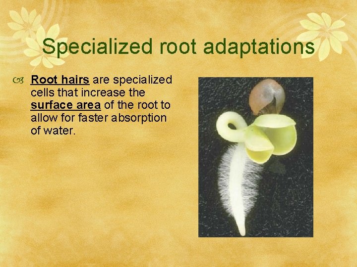 Specialized root adaptations Root hairs are specialized cells that increase the surface area of