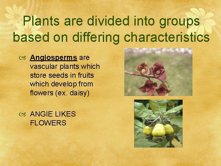 Plants are divided into groups based on differing characteristics Angiosperms are vascular plants which