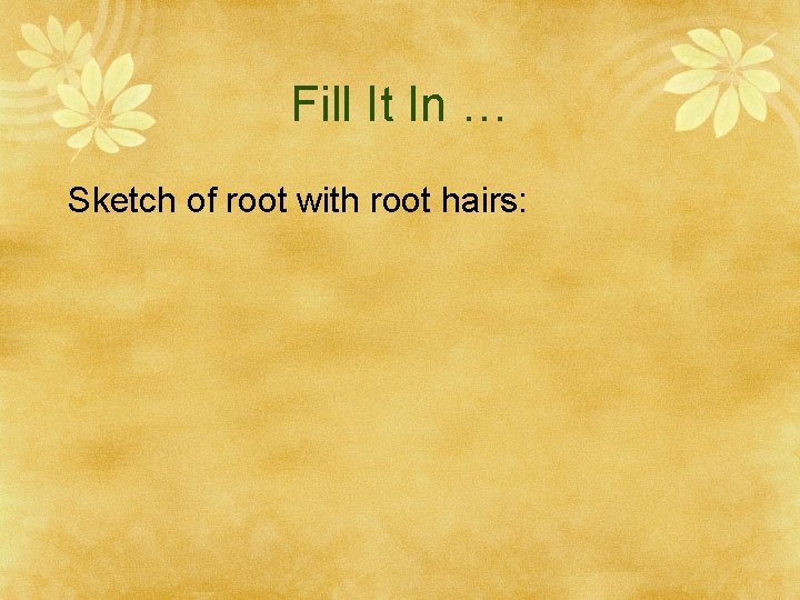 Fill It In … Sketch of root with root hairs: 