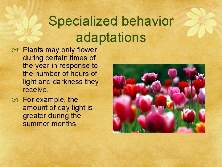 Specialized behavior adaptations Plants may only flower during certain times of the year in