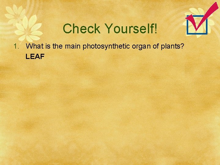 Check Yourself! 1. What is the main photosynthetic organ of plants? LEAF 