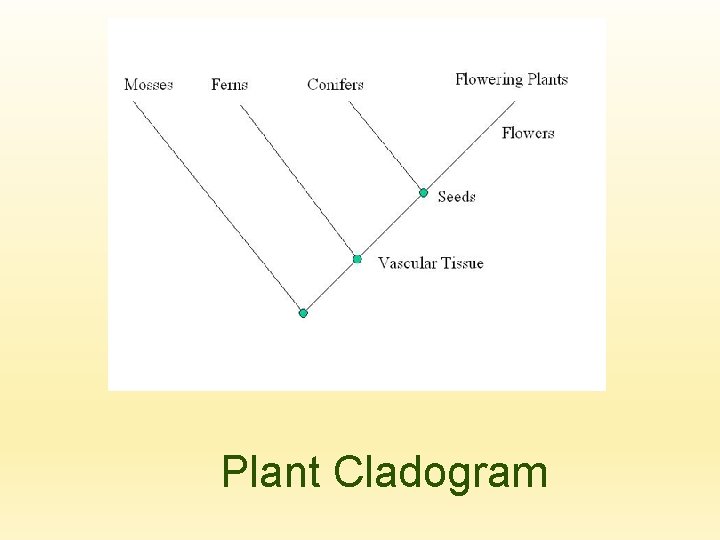 Plant Cladogram 