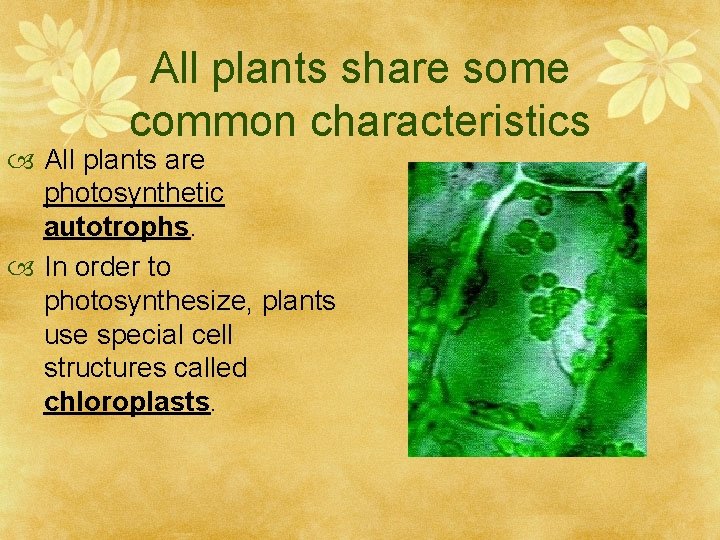 All plants share some common characteristics All plants are photosynthetic autotrophs. In order to