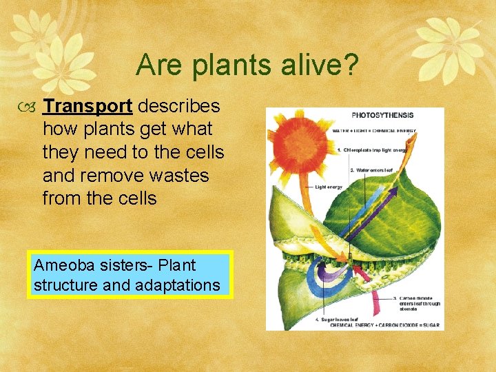Are plants alive? Transport describes how plants get what they need to the cells