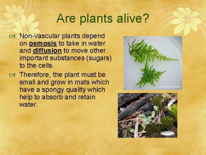 Are plants alive? Non-vascular plants depend on osmosis to take in water and diffusion