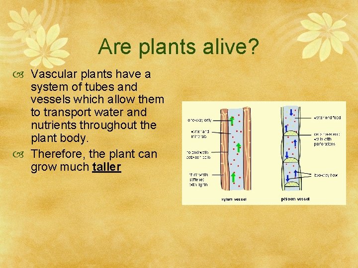 Are plants alive? Vascular plants have a system of tubes and vessels which allow