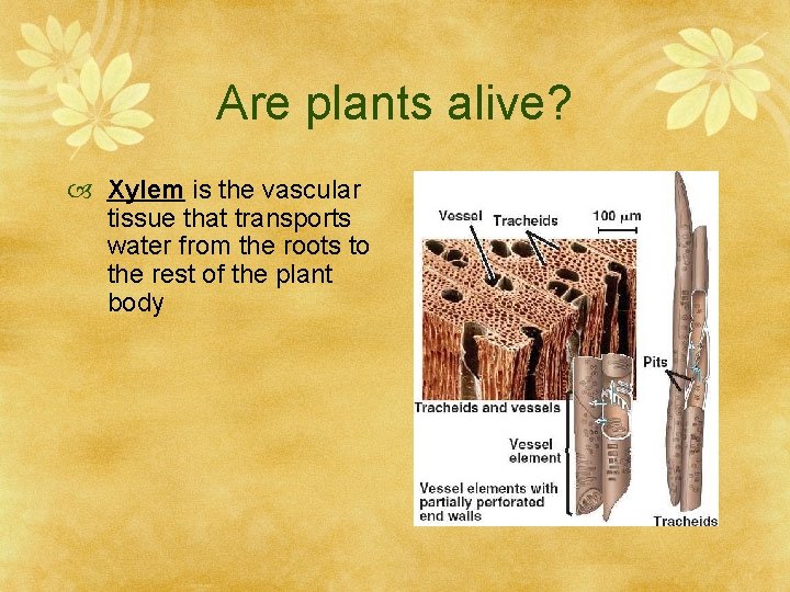 Are plants alive? Xylem is the vascular tissue that transports water from the roots