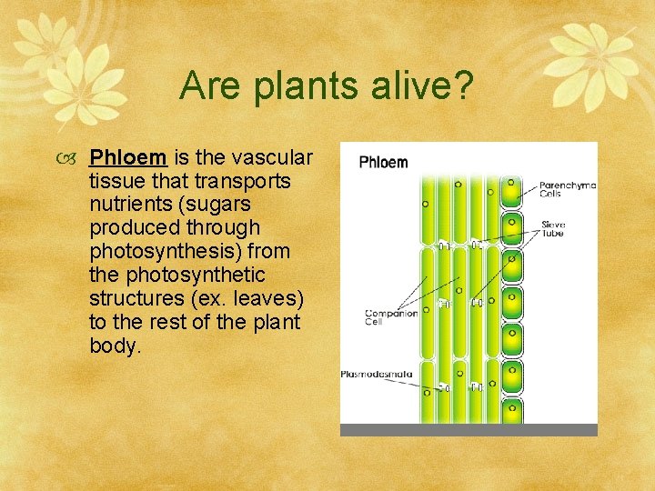 Are plants alive? Phloem is the vascular tissue that transports nutrients (sugars produced through