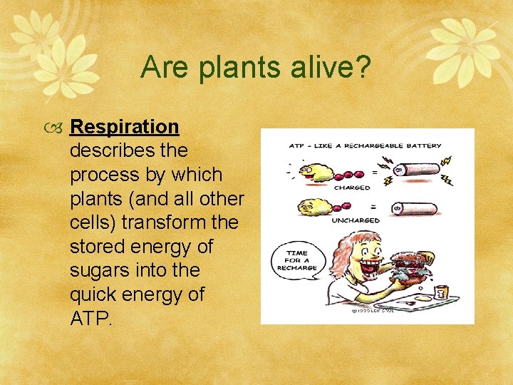 Are plants alive? Respiration describes the process by which plants (and all other cells)