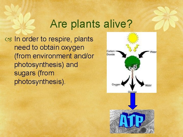 Are plants alive? In order to respire, plants need to obtain oxygen (from environment