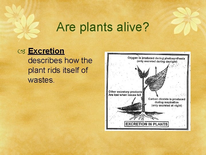 Are plants alive? Excretion describes how the plant rids itself of wastes. 
