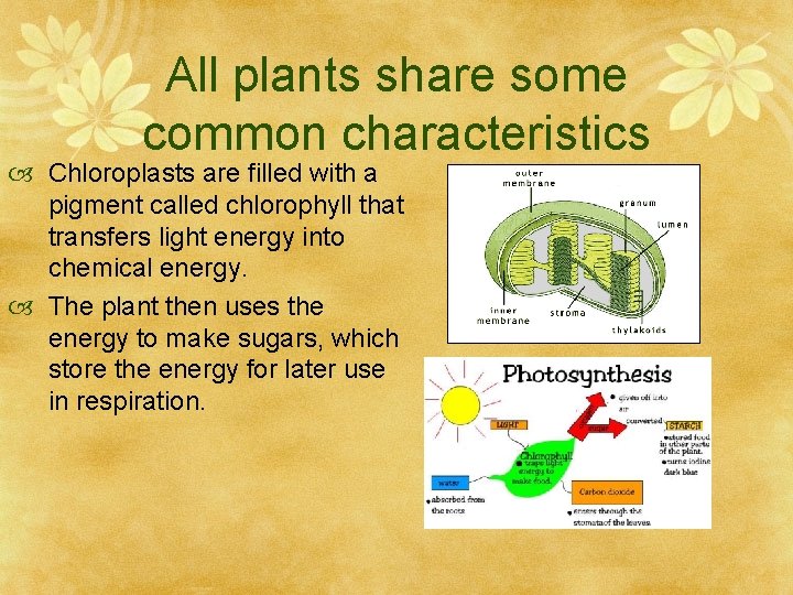 All plants share some common characteristics Chloroplasts are filled with a pigment called chlorophyll