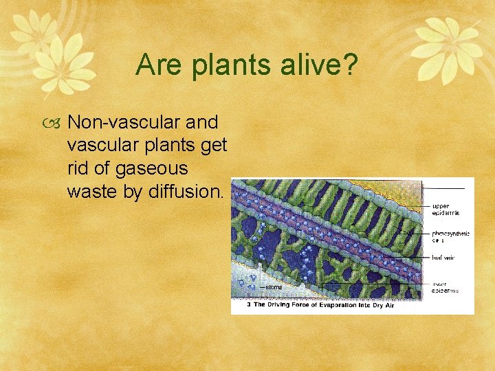 Are plants alive? Non-vascular and vascular plants get rid of gaseous waste by diffusion.
