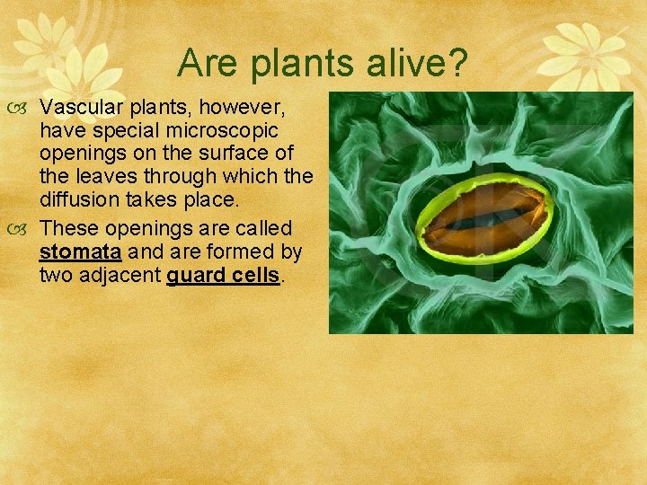 Are plants alive? Vascular plants, however, have special microscopic openings on the surface of