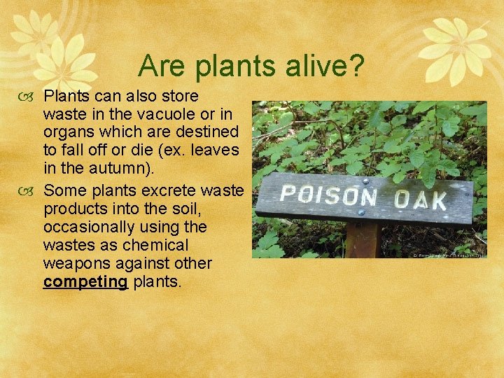 Are plants alive? Plants can also store waste in the vacuole or in organs