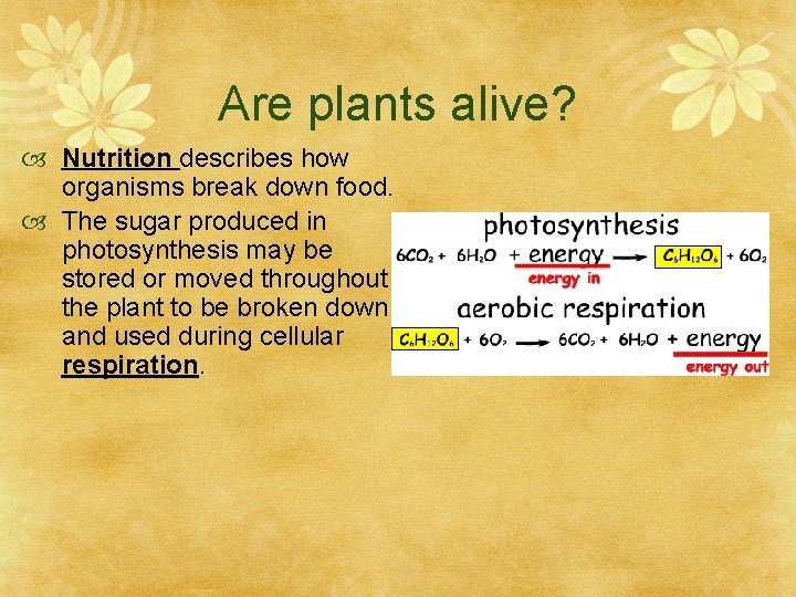 Are plants alive? Nutrition describes how organisms break down food. The sugar produced in