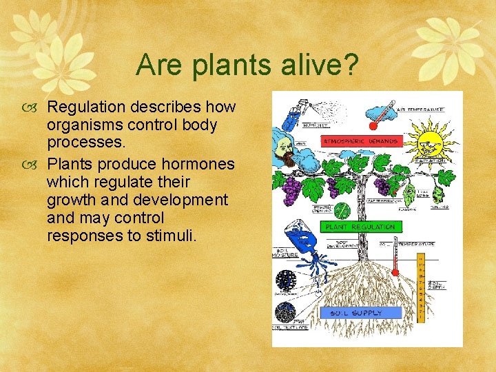 Are plants alive? Regulation describes how organisms control body processes. Plants produce hormones which