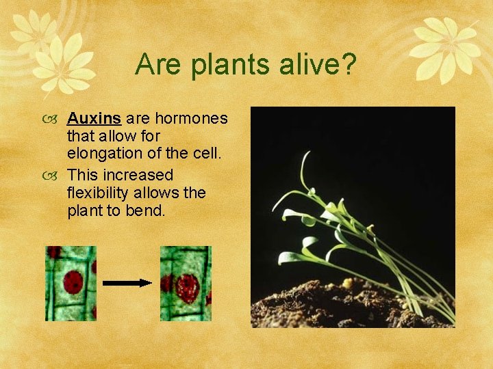 Are plants alive? Auxins are hormones that allow for elongation of the cell. This