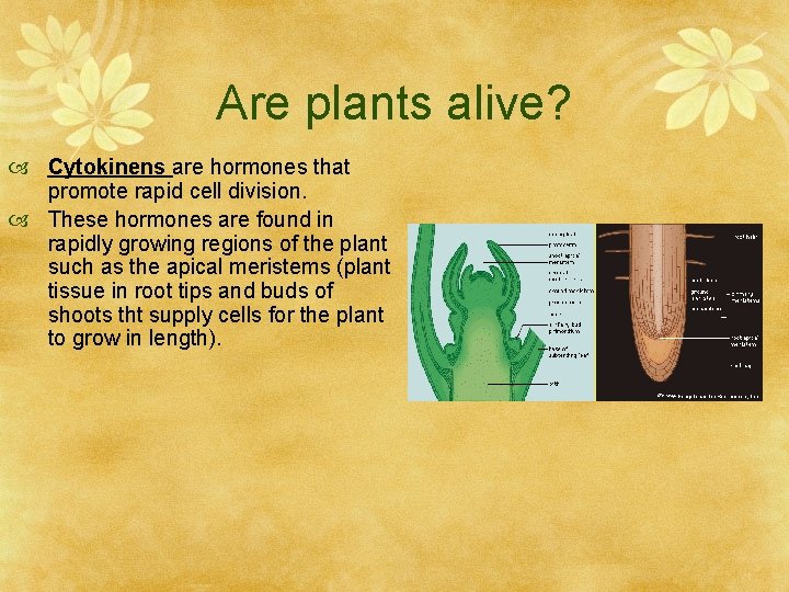 Are plants alive? Cytokinens are hormones that promote rapid cell division. These hormones are