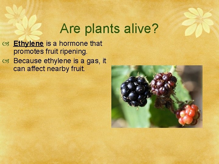 Are plants alive? Ethylene is a hormone that promotes fruit ripening. Because ethylene is