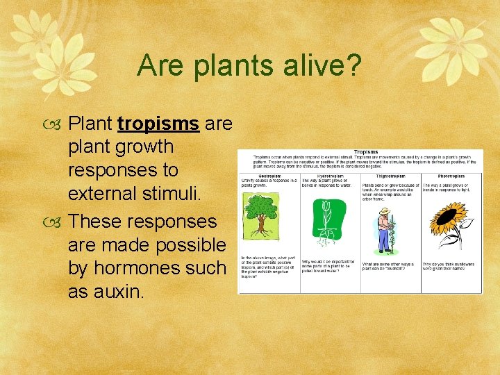 Are plants alive? Plant tropisms are plant growth responses to external stimuli. These responses