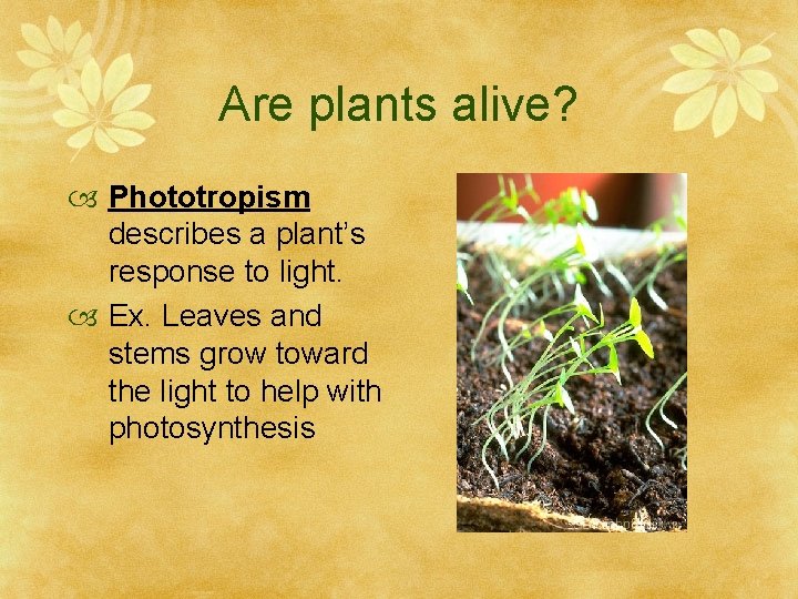 Are plants alive? Phototropism describes a plant’s response to light. Ex. Leaves and stems