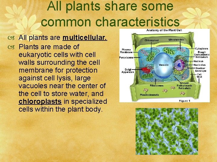 All plants share some common characteristics All plants are multicellular. Plants are made of