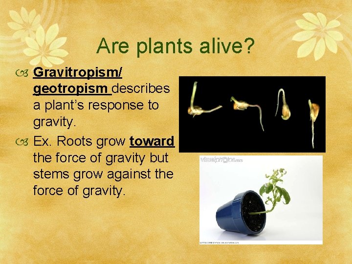 Are plants alive? Gravitropism/ geotropism describes a plant’s response to gravity. Ex. Roots grow