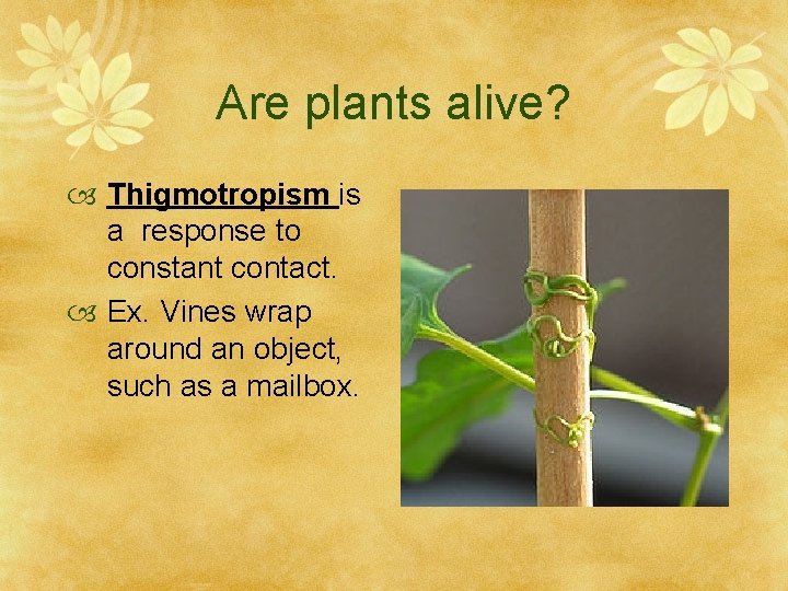 Are plants alive? Thigmotropism is a response to constant contact. Ex. Vines wrap around
