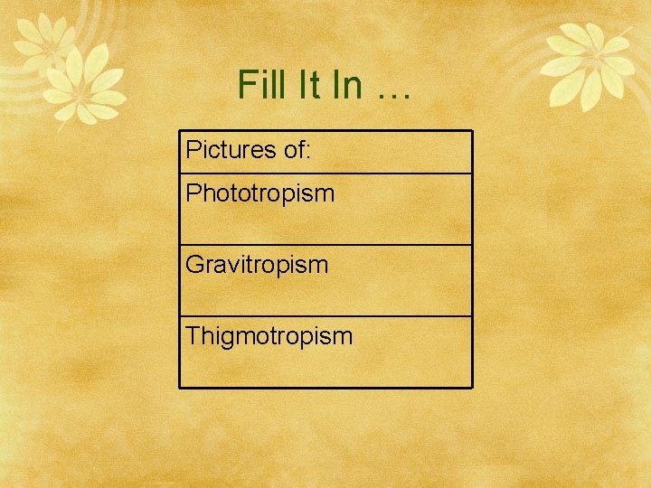 Fill It In … Pictures of: Phototropism Gravitropism Thigmotropism 
