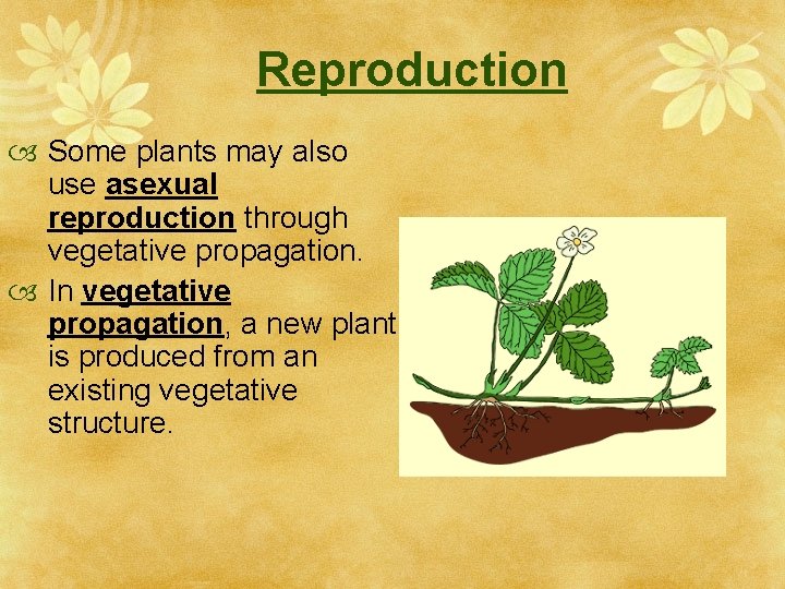 Reproduction Some plants may also use asexual reproduction through vegetative propagation. In vegetative propagation,
