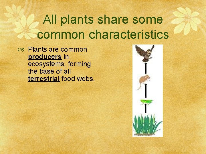 All plants share some common characteristics Plants are common producers in ecosystems, forming the