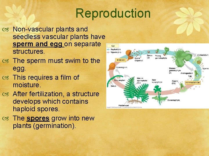 Reproduction Non-vascular plants and seedless vascular plants have sperm and egg on separate structures.