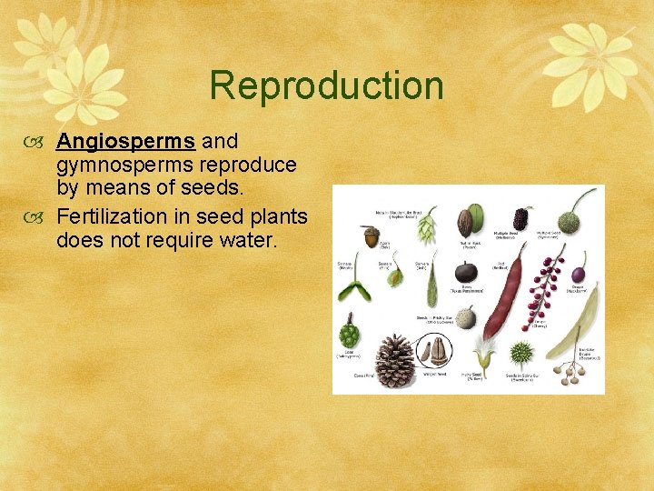 Reproduction Angiosperms and gymnosperms reproduce by means of seeds. Fertilization in seed plants does